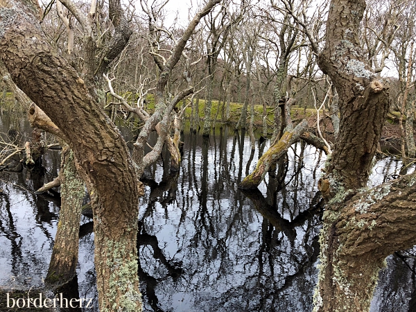 Vogelkoje Amrum