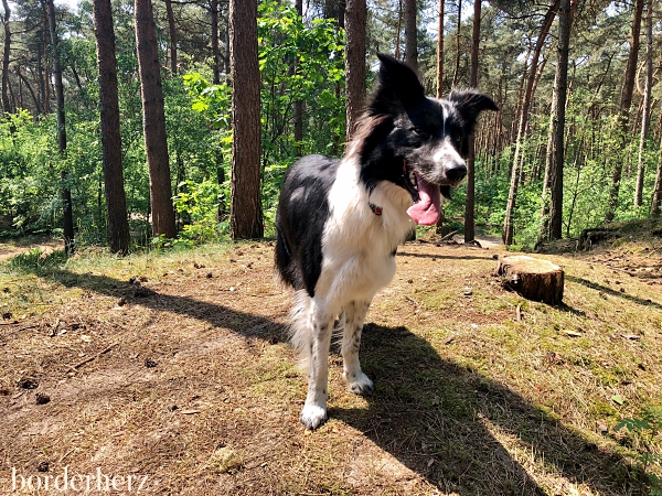 Border Collie Holly