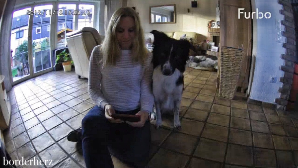 Überwachungskamera Hund