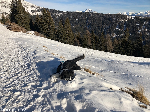 Border Collie