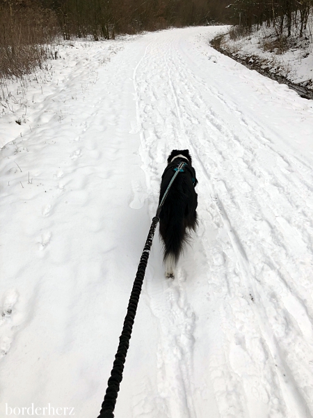 Canicross im Schnee