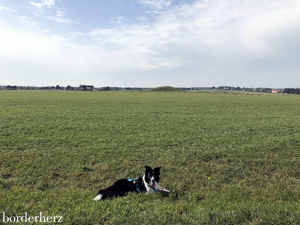 Amrum Geest