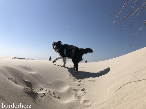 Amrum mit Hund