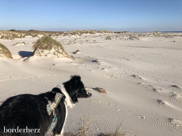 Amrum Hund