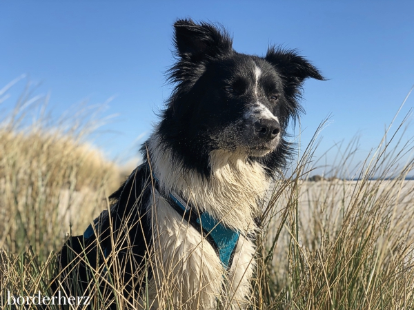 Hunde auf Amrum