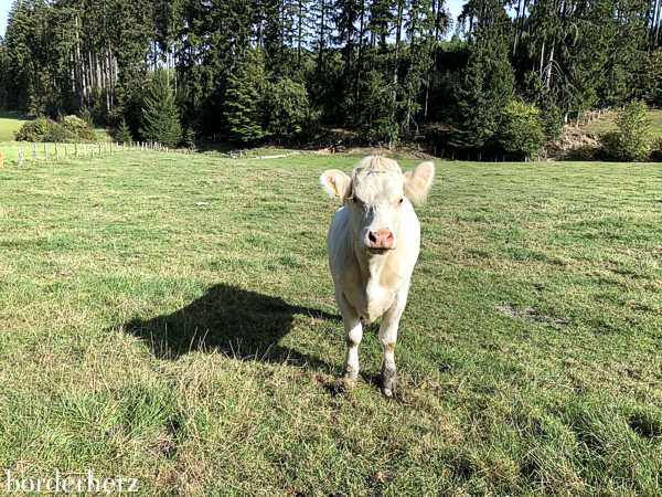 Rothaarsteig