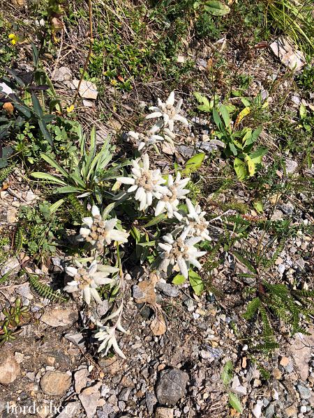 Edelweiss