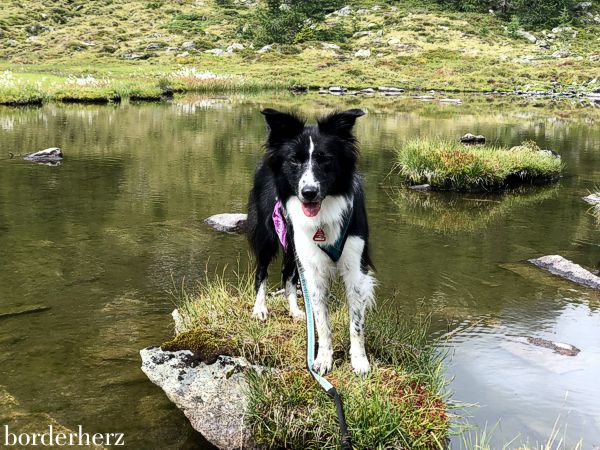 Hunde Osttirol