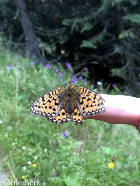 Schmetterling Osttirol
