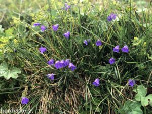 Osttirol Flora