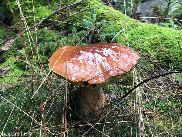 Steinpilz Eifel