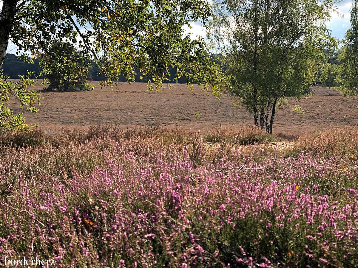 Westruper Heide