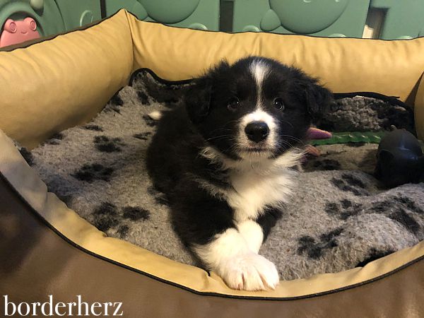 Border Collie Welpe