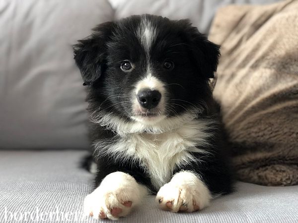 Border Collie Model