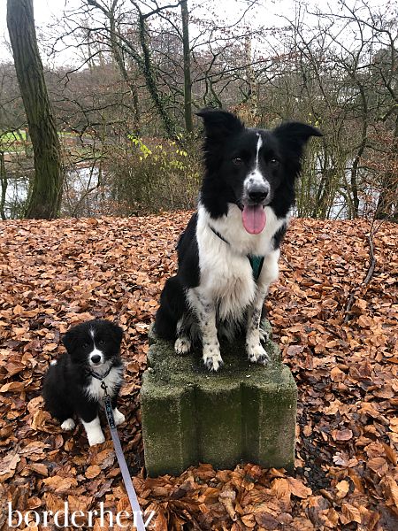 Border Collie Zweithund