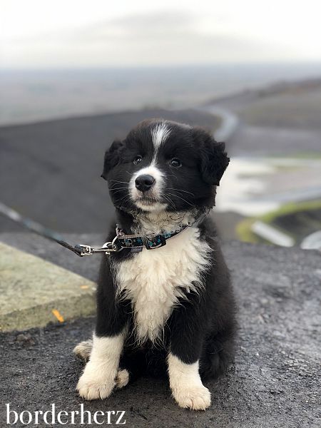 Border Collie Riley