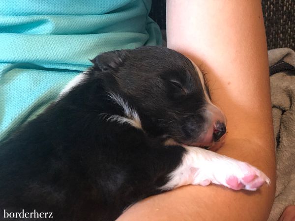 Riley - unser Border Collie Bub 1 Border Collie Welpe