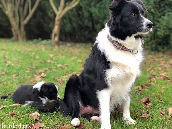 Riley - unser Border Collie Bub 4 Border Collie