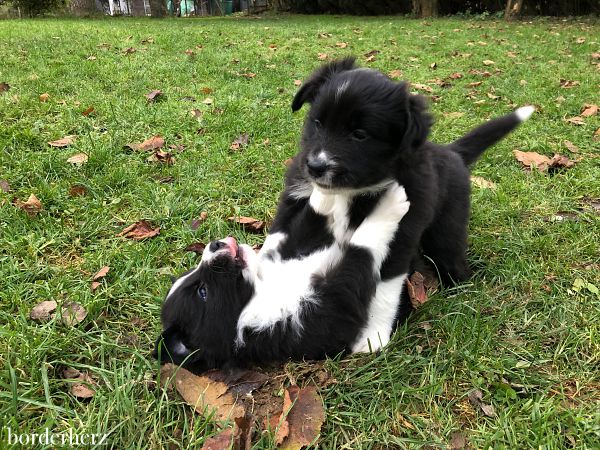 Riley - unser Border Collie Bub 2 Border Collie Welpen