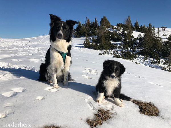 Riley - unser Border Collie Bub 3 Border Collies