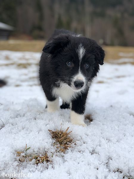 Riley - unser Border Collie Bub 6 Border Collie Welpe
