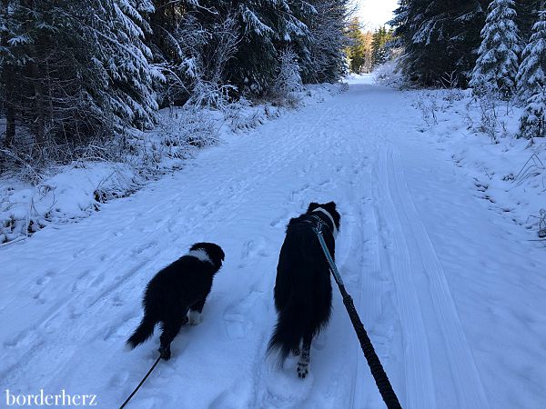 Wandern mit Hund