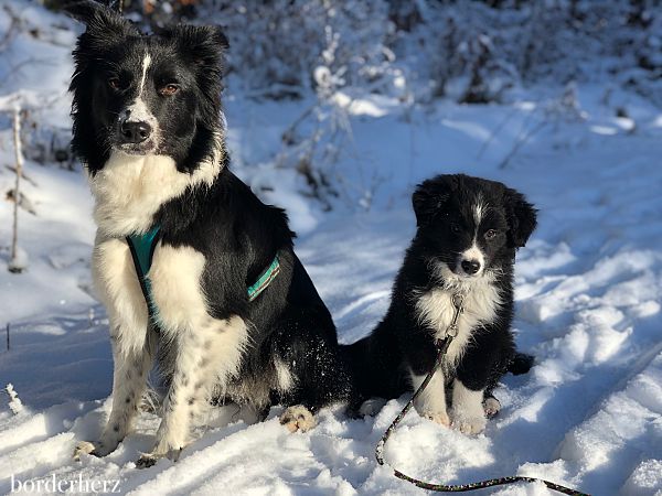 Border Collies