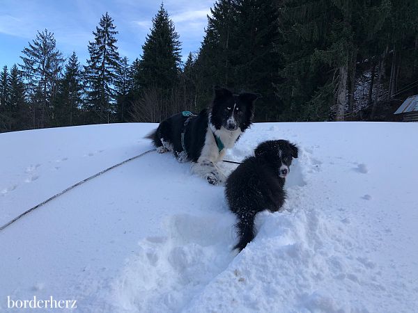 Schneehunde