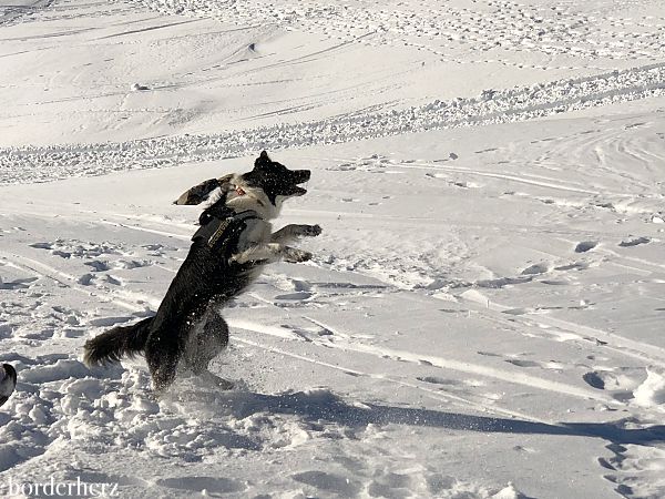 Nebelhorn mit Hund