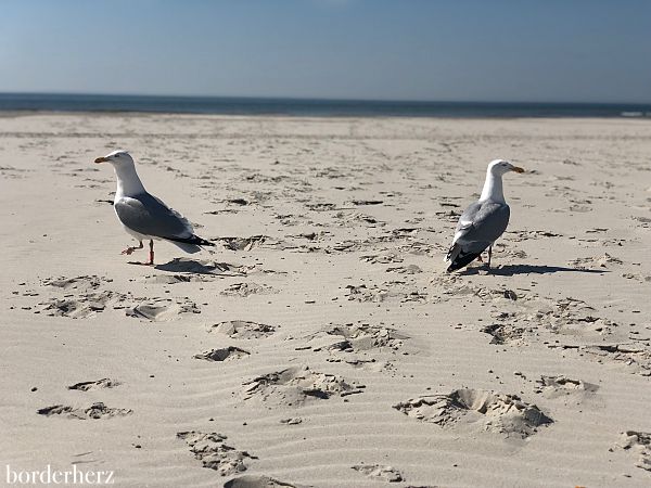 Amrum