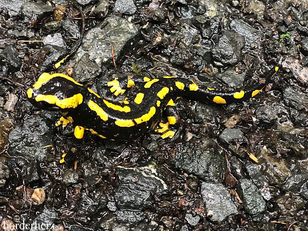 Feuersalamander Sauerland