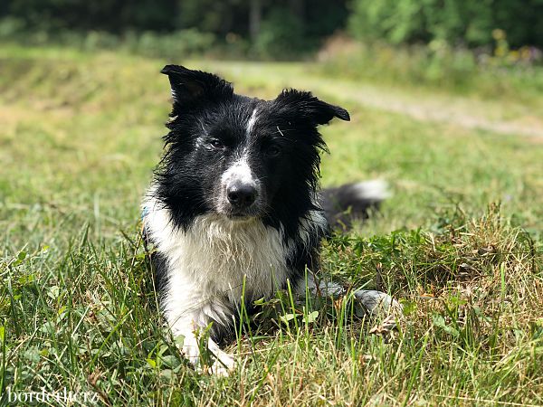 Sauerland mit Hund