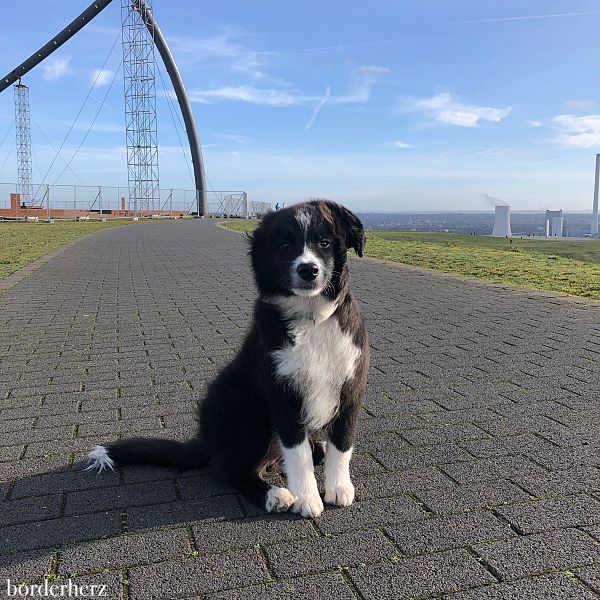 Wandern mit Hund im Ruhrgebiet
