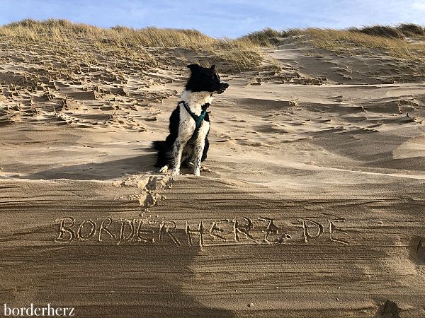 Hunde Sylt