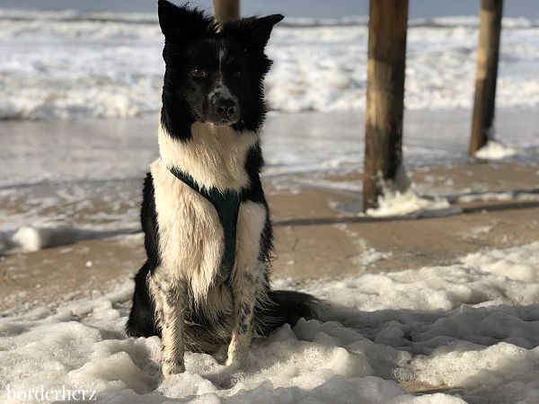 Hunde Sylt