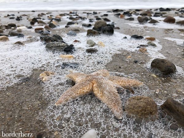 Strandfund Sylt