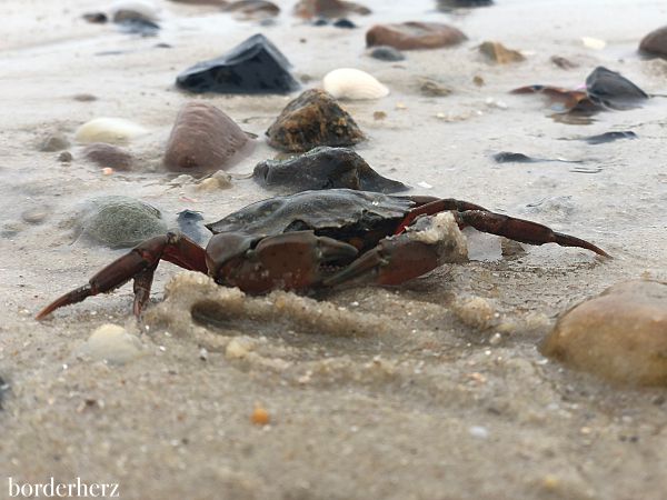 Strandfund Sylt