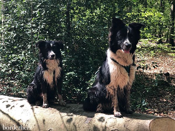 Wandern mit Hunden