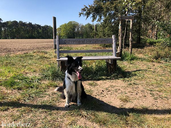 Dämmerwald wandern