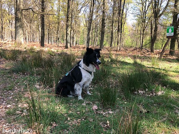 Wandern mit Hund am Niederrhein