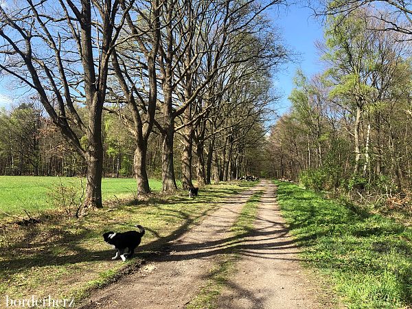 Wandern mit Hund am Niederrhein