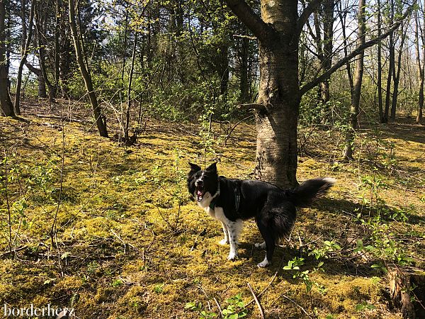 Wandern mit Hund im Ruhrgebiet