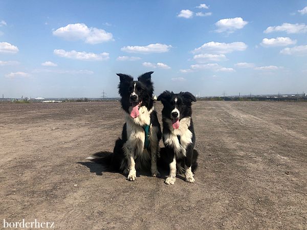 Wandern mit Hund im Ruhrgebiet