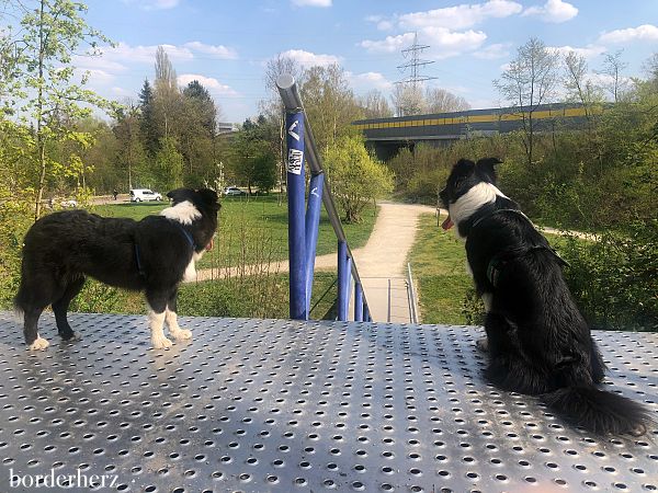 Wandern mit Hund im Ruhrgebiet