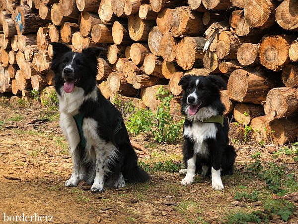 Wandern mit Hund