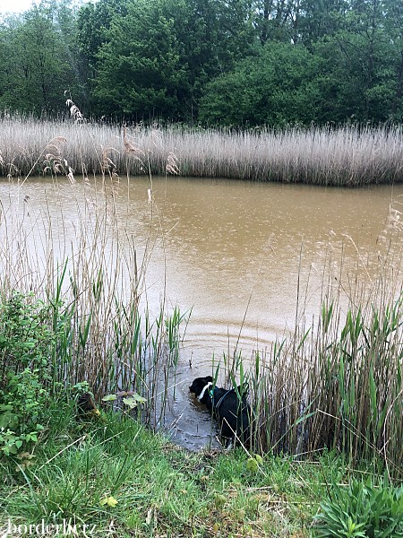 Joggen mit Hund