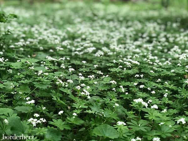 Blütenzauber im Wald