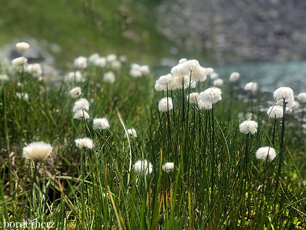 Wollgras Obstansersee