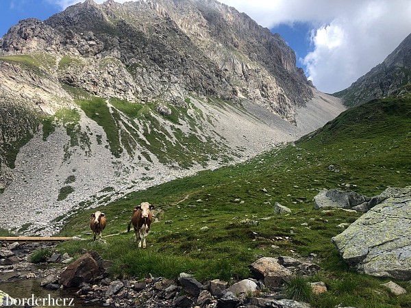 Wandern mit Hund Osttirol