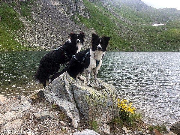 Wandern mit Hund Osttirol